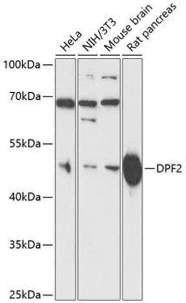 Anti-DPF2 Antibody (CAB13271)