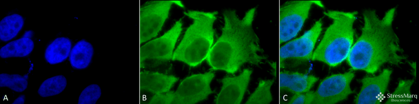 Immunocytochemistry/Immunofluorescence analysis using Mouse Anti-Hsc70 (Hsp73) Monoclonal Antibody, Clone 1F2-H5 (STMA00030). Tissue: Heat Shocked cervical cancer cells (HeLa). Species: Human. Fixation: 2% Formaldehyde for 20 min at RT. Primary Antibody: Mouse Anti-Hsc70 (Hsp73) Monoclonal Antibody (STMA00030) at 1:100 for 12 hours at 4°C. Secondary Antibody: FITC Goat Anti-Mouse (green) at 1:200 for 2 hours at RT.