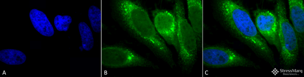 Immunocytochemistry/Immunofluorescence analysis using Mouse Anti-GRP78 Monoclonal Antibody, Clone 1H11-1H7 (STMA00053). Tissue: Heat Shocked cervical cancer cells (HeLa). Species: Human. Fixation: 2% Formaldehyde for 20 min at RT. Primary Antibody: Mouse Anti-GRP78 Monoclonal Antibody (STMA00053) at 1:100 for 12 hours at 4°C. Secondary Antibody: FITC Goat Anti-Mouse (green) at 1:200 for 2 hours at RT.