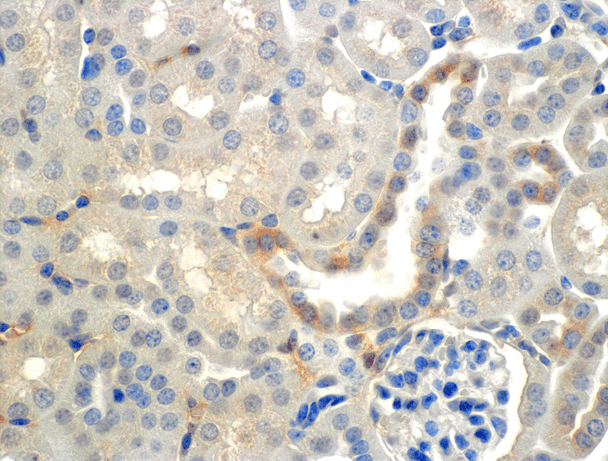 Immunohistochemistry analysis using Mouse Anti-ENaC beta Monoclonal Antibody, Clone 7B8 (STMA00070). Tissue: Kidney (cortex). Species: Mouse. Primary Antibody: Mouse Anti-ENaC beta Monoclonal Antibody (STMA00070) at 1:150. Localization: Collecting duct principal cells. Magnification: 60X.