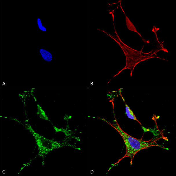 Immunocytochemistry/Immunofluorescence analysis using Mouse Anti-MMP9 Monoclonal Antibody, Clone L51/82 (STMA00111). Tissue: Neuroblastoma cells (SH-SY5Y). Species: Human. Fixation: 4% PFA for 15 min. Primary Antibody: Mouse Anti-MMP9 Monoclonal Antibody (STMA00111) at 1:50 for overnight at 4°C with slow rocking. Secondary Antibody: AlexaFluor 488 at 1:1000 for 1 hour at RT.