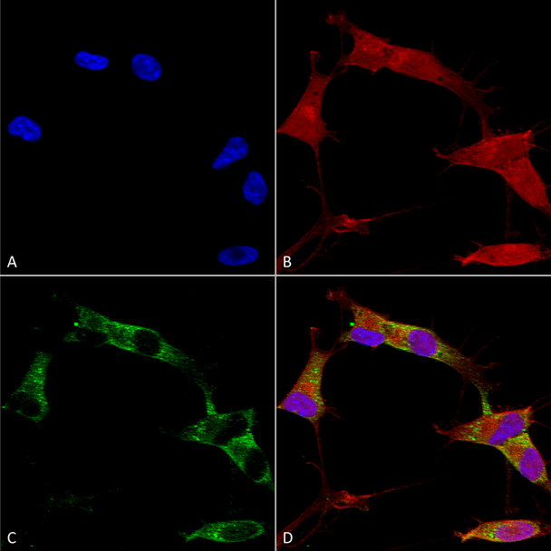 Immunocytochemistry/Immunofluorescence analysis using Mouse Anti-Protocadherin Gamma (pan) Monoclonal Antibody, Clone N159/5 (STMA00149). Tissue: Neuroblastoma cells (SH-SY5Y). Species: Human. Fixation: 4% PFA for 15 min. Primary Antibody: Mouse Anti-Protocadherin Gamma (pan) Monoclonal Antibody (STMA00149) at 1:100 for overnight at 4°C with slow rocking. Secondary Antibody: AlexaFluor 488 at 1:1000 for 1 hour at RT.