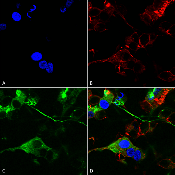 Immunocytochemistry/Immunofluorescence analysis using Mouse Anti-GABA-A Receptor Alpha 2 Monoclonal Antibody, Clone N399/19 (STMA00166). Tissue: Neuroblastoma cells (SH-SY5Y). Species: Human. Fixation: 4% PFA for 15 min. Primary Antibody: Mouse Anti-GABA-A Receptor Alpha 2 Monoclonal Antibody (STMA00166) at 1:200 for overnight at 4°C with slow rocking. Secondary Antibody: AlexaFluor 488 at 1:1000 for 1 hour at RT.