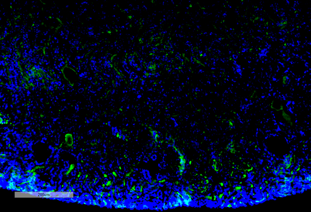 Immunohistochemistry analysis using Mouse Anti-Malondialdehyde Monoclonal Antibody, Clone 11E3 (STMA00185). Tissue: Kidney. Species: Mouse. Primary Antibody: Mouse Anti-Malondialdehyde Monoclonal Antibody (STMA00185) at 1:100 for Overnight at 4C, then 30 min at 37C. Secondary Antibody: Goat Anti-Mouse IgG (H+L): FITC for 45 min at 37C. Counterstain: DAPI for 3 min at RT. Magnification: 10X.