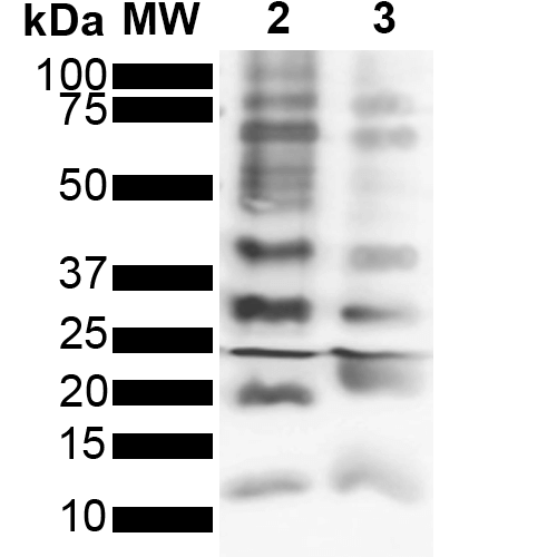 Western Blot analysis of Purified poly-ubiquitin chains showing detection of Multiple Ubiquitin protein using Rabbit Anti-Ubiquitin Monoclonal Antibody, Clone FK2 (STMA00199). Lane 1: Molecular Weight Ladder (MW). Lane 2: K63 Poly Ubiquitin. Lane 3: K48 Poly Ubiquitin. Load: 2 µg. Block: 5% Skim Milk powder in TBST. Primary Antibody: Rabbit Anti-Ubiquitin Monoclonal Antibody (STMA00199) at 1:1000 for 2 hours at RT.