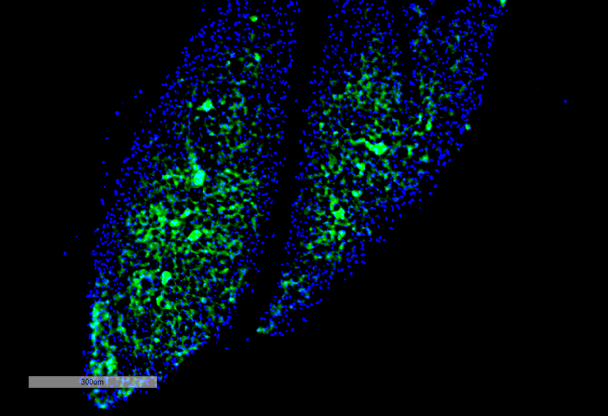 Immunohistochemistry analysis using Mouse Anti-Thyroid Hormone Receptor Monoclonal Antibody, Clone H43 (STMA00204). Tissue: Thyroid. Species: Mouse. Primary Antibody: Mouse Anti-Thyroid Hormone Receptor Monoclonal Antibody (STMA00204) at 1:100 for Overnight at 4C, then 30 min at 37C. Secondary Antibody: Goat Anti-Mouse IgG (H+L): FITC for 45 min at 37C. Counterstain: DAPI for 3 min at RT. Magnification: 7.5X.
