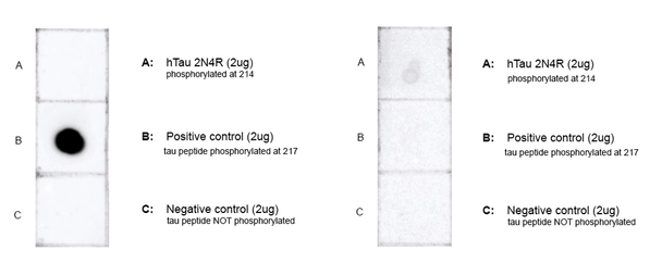 Dot Blot analysis of Human, Mouse, Rat Tau Peptide (pThr217) showing detection of Tau protein using Mouse Anti-Tau Monoclonal Antibody, Clone 15B7 (STMA00220). Panel A: hTau 2N4R monomer (pSer214) (2 ug). Panel B: Tau peptide (pThr217) (2 ug). Panel C: Tau peptide (non phospho) (2 ug). Load: 2ug. Block: 5% Skim Milk in 1X TBST. Primary Antibody: Mouse Anti-Tau Monoclonal Antibody (STMA00220) at 1:1000 for 1 hour at RT with shaking.