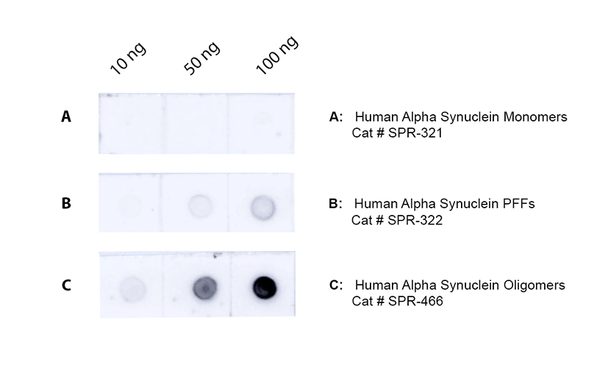 Dot blot analysis comparing binding affinity of STMA00226 on 10, 50, and 100 ng of Human Recombinant Alpha Synuclein Monomers, Pre-Formed Fibrils, and Dopamine-Stabilized Oligomers. Block: 5% skim milk for 1 hour at RT. Primary Antibody: Mouse Anti-Human Alpha Synuclein Oligomer [9D2] (STMA00226) at 1:1000 for 2 hours at RT. Secondary Antibody: Goat anti-mouse IgG:HRP (Rockland Cat # 710-1331) at 1:4000 for 1 hour at RT.