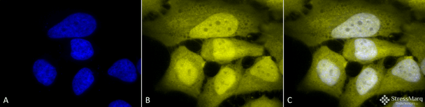 Immunocytochemistry/Immunofluorescence analysis using Rabbit Anti-Phosphoserine Polyclonal Antibody (STPA00021). Tissue: Cervical cancer cell line (HeLa). Species: Human. Fixation: 2% Formaldehyde for 20 min at RT. Primary Antibody: Rabbit Anti-Phosphoserine Polyclonal Antibody (STPA00021) at 1:50 for 12 hours at 4°C. Secondary Antibody: R-PE Goat Anti-Rabbit (yellow) at 1:200 for 2 hours at RT.
