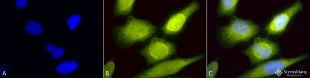 Immunocytochemistry/Immunofluorescence analysis using Rabbit Anti-AHA1 Polyclonal Antibody (STPA00032). Tissue: Heat Shocked Cervical cancer cell line (HeLa). Species: Human. Fixation: 2% Formaldehyde for 20 min at RT. Primary Antibody: Rabbit Anti-AHA1 Polyclonal Antibody (STPA00032) at 1:60 for 12 hours at 4°C. Secondary Antibody: R-PE Goat Anti-Rabbit (yellow) at 1:200 for 2 hours at RT.