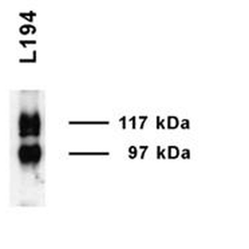 Western blot analysis of Rat Inner medulla showing detection of UT-A1 protein using Rabbit Anti-UT-A1 Polyclonal Antibody (STPA00050). Primary Antibody: Rabbit Anti-UT-A1 Polyclonal Antibody (STPA00050) at 1:1000.