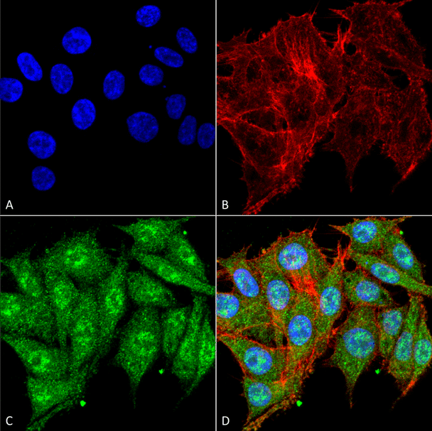 Immunocytochemistry/Immunofluorescence analysis using Rabbit Anti-IGF-1 Polyclonal Antibody (STPA00070). Tissue: Colon carcinoma cell line (RKO). Species: Human. Fixation: 4% Formaldehyde for 15 min at RT. Primary Antibody: Rabbit Anti-IGF-1 Polyclonal Antibody (STPA00070) at 1:100 for 60 min at RT. Secondary Antibody: Goat Anti-Rabbit ATTO 488 at 1:100 for 60 min at RT.