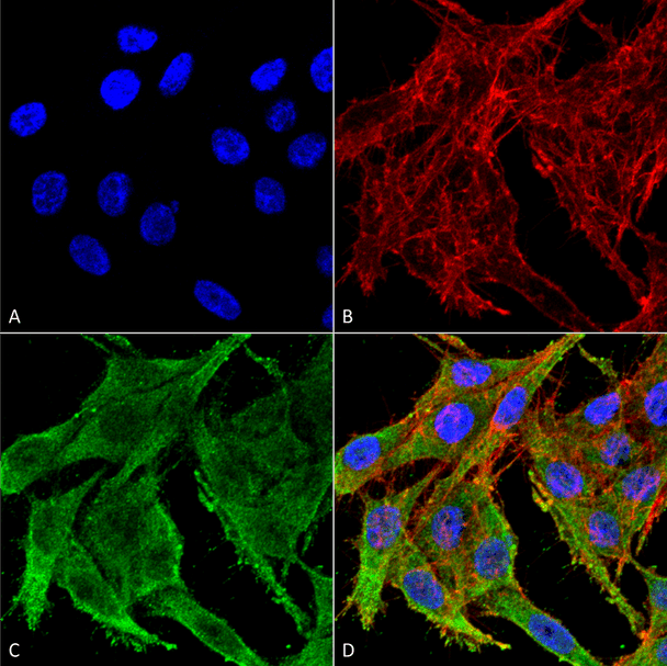 Immunocytochemistry/Immunofluorescence analysis using Rabbit Anti-Kir4.1 Polyclonal Antibody (STPA00071). Tissue: Colon carcinoma cell line (RKO). Species: Human. Fixation: 4% Formaldehyde for 15 min at RT. Primary Antibody: Rabbit Anti-Kir4.1 Polyclonal Antibody (STPA00071) at 1:100 for 60 min at RT. Secondary Antibody: Goat Anti-Rabbit ATTO 488 at 1:100 for 60 min at RT.