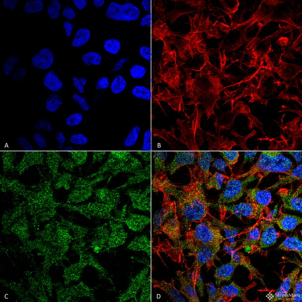 Immunocytochemistry/Immunofluorescence analysis using Rabbit Anti-BDNF Polyclonal Antibody (STPA00072). Tissue: Neuroblastoma cell line (SK-N-BE). Species: Human. Fixation: 4% Formaldehyde for 15 min at RT. Primary Antibody: Rabbit Anti-BDNF Polyclonal Antibody (STPA00072) at 1:100 for 60 min at RT. Secondary Antibody: Goat Anti-Rabbit ATTO 488 at 1:100 for 60 min at RT.