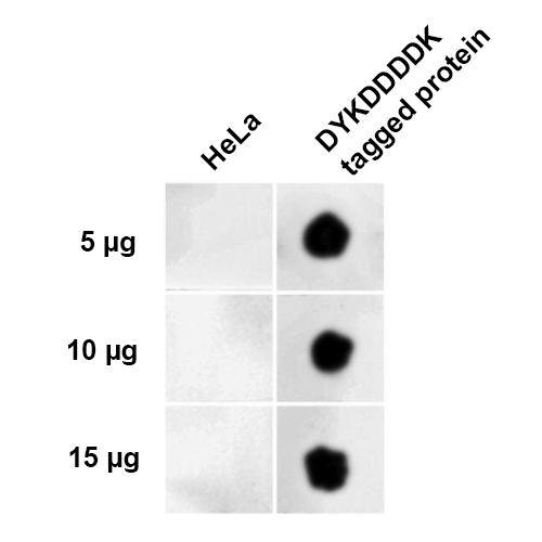 Dot Blot analysis using Rabbit Anti-DYKDDDDK Tag Polyclonal Antibody (STPA00076). Tissue: DYKDDDDK (FLAG) Positive Control Lysate. Primary Antibody: Rabbit Anti-DYKDDDDK Tag Polyclonal Antibody (STPA00076) at 1:1000 for 2 hours at RT. Secondary Antibody: Goat Anti-Rabbit HRP:IgG at 1:3000 for 1 hour at RT. The quantities of protein spotted on each panel are as shown.