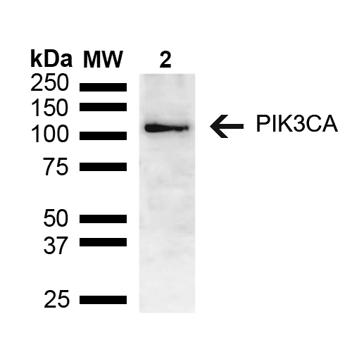 Western blot analysis of Mouse brain lysate showing detection of ~55.7 kDa PIK3CA protein using Rabbit Anti-PIK3CA Polyclonal Antibody (STPA00077). Lane 1: Molecular Weight Ladder (MW). Lane 2: Mouse brain lysate. Load: 15 µg. Block: 5% Skim Milk in 1X TBST. Primary Antibody: Rabbit Anti-PIK3CA Polyclonal Antibody (STPA00077) at 1:1000 for 2 hours at RT. Secondary Antibody: Goat Anti-Rabbit HRP:IgG at 1:3000 for 1 hour at RT.