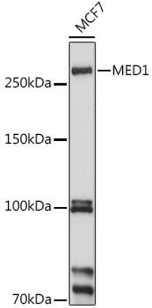 Anti-MED1 Antibody (CAB1724)