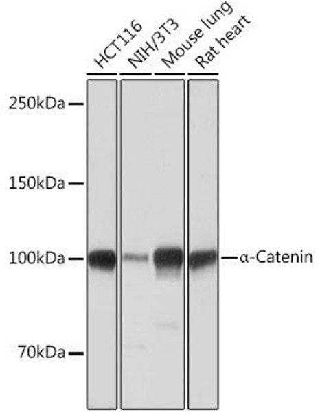 Anti-Alpha-Catenin Antibody [KO Validated] (CAB19004)