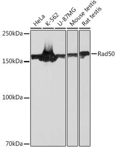 Anti-Rad50 Antibody (CAB3869)