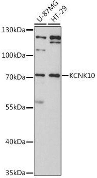 Anti-KCNK10 Antibody (CAB11696)