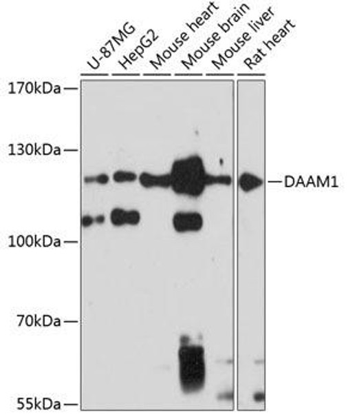 Anti-DAAM1 Antibody (CAB12929)