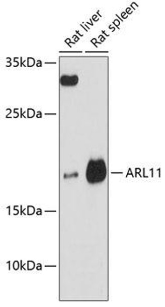 Anti-ARL11 Antibody (CAB13234)