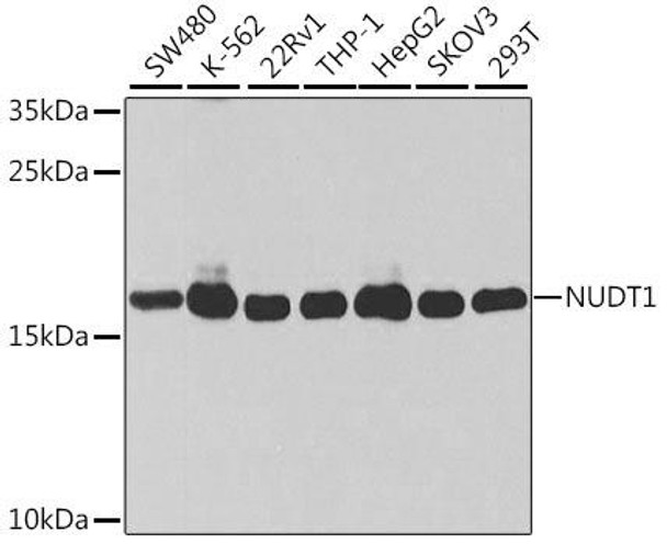 Anti-NUDT1 Antibody (CAB13330)[KO Validated]