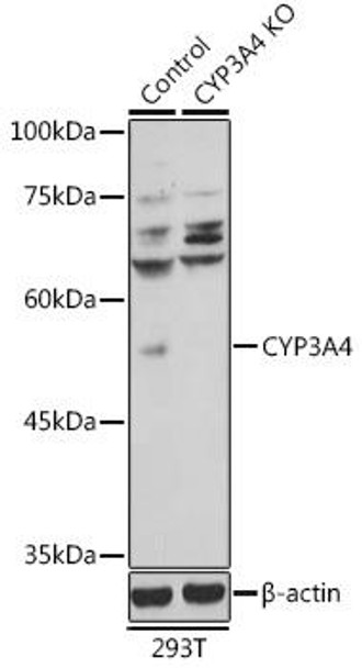 Anti-CYP3A4 Antibody (CAB13484)[KO Validated]