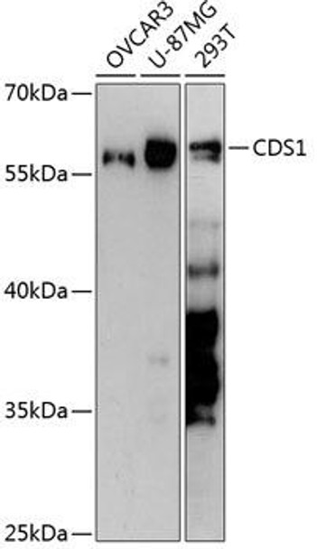Anti-CDS1 Antibody (CAB13758)