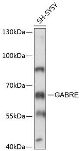 Anti-GABRE Antibody (CAB14239)