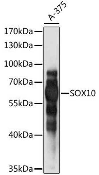 Anti-SOX10 Antibody (CAB15100)