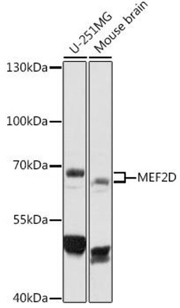 Anti-MEF2D Antibody (CAB16398)