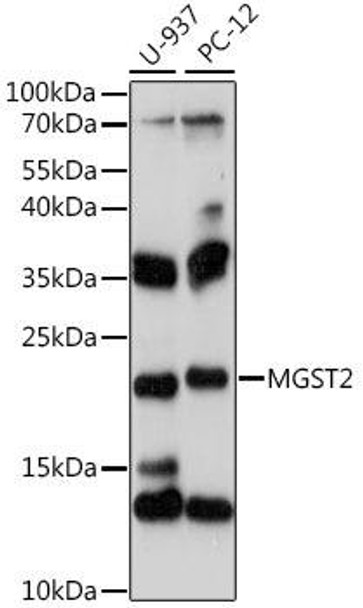 Anti-MGST2 Antibody (CAB16400)