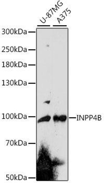 Anti-INPP4B Antibody (CAB16461)