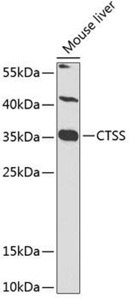 Anti-CTSS Antibody (CAB1874)