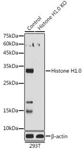 Anti-Histone H1.0 Antibody (CAB3298)[KO Validated]