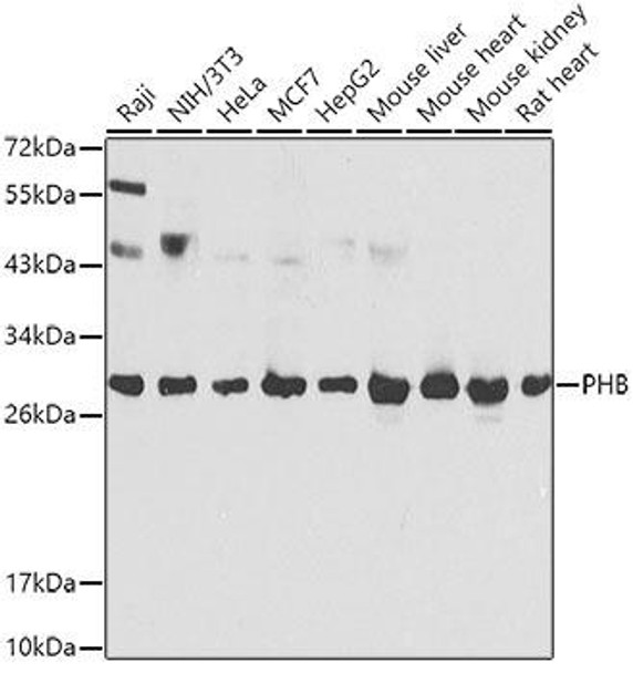 Anti-PHB Antibody (CAB0056)