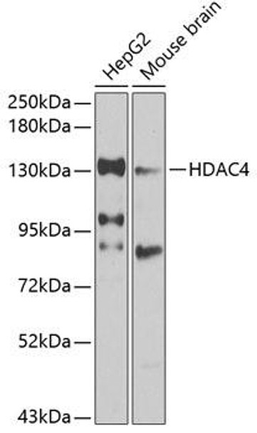 Anti-HDAC4 Antibody (CAB0179)