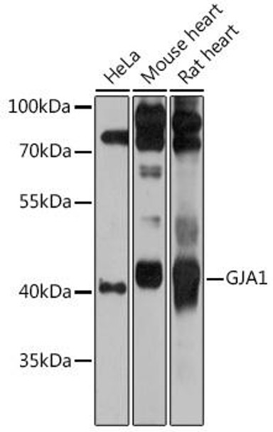 Anti-GJA1 Antibody (CAB11752)