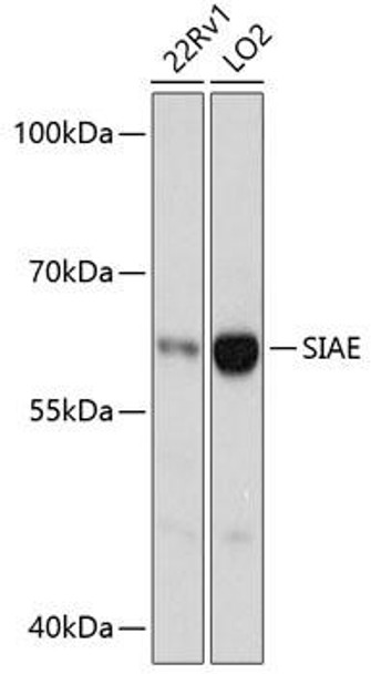 Anti-SIAE Antibody (CAB13217)
