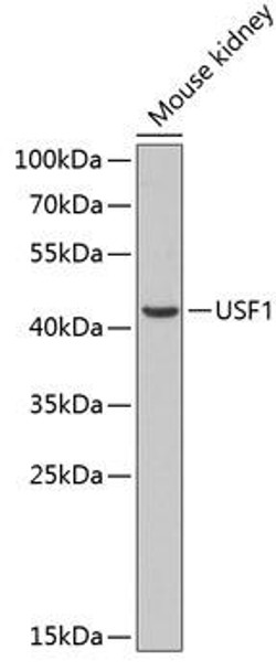 Anti-USF1 Antibody (CAB13560)