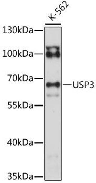 Anti-USP3 Antibody (CAB15769)