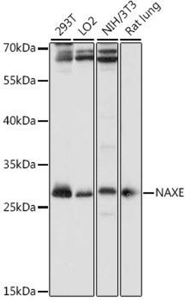 Anti-NAXE Antibody (CAB15952)