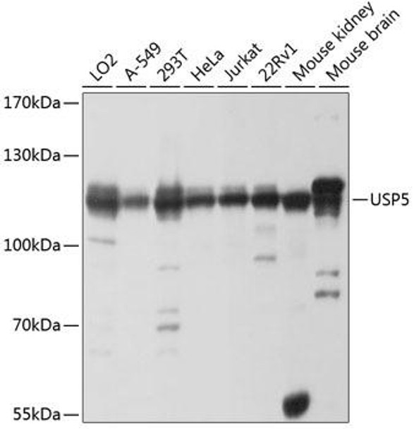 Anti-USP5 Antibody (CAB4202)