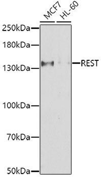 Anti-REST Antibody (CAB7161)