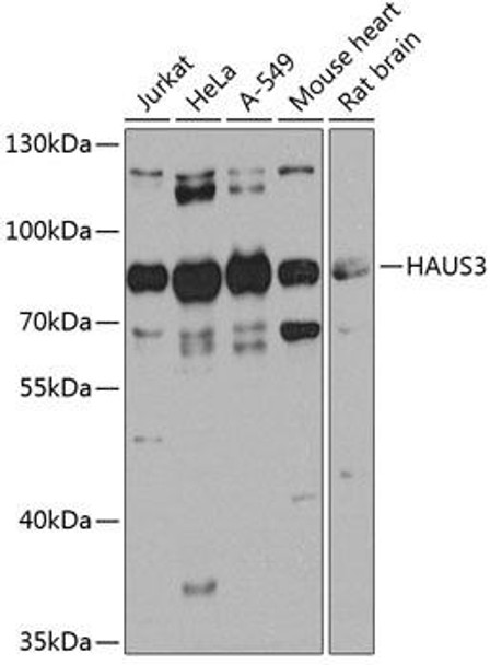 Anti-HAUS3 Antibody (CAB8258)