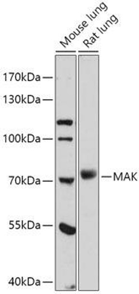 Anti-MAK Antibody (CAB17508)