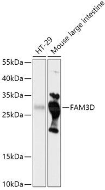 Anti-FAM3D Antibody (CAB17824)