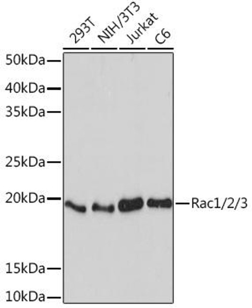 Anti-Rac1/2/3 Antibody (CAB5080)