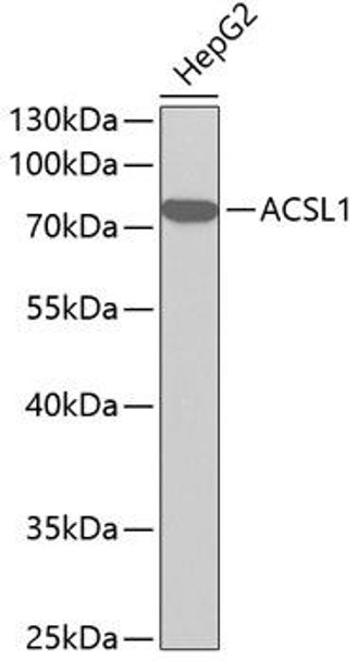Anti-ACSL1 Antibody (CAB1000)